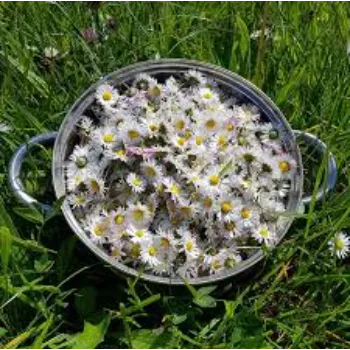 Popular Daisy Flower